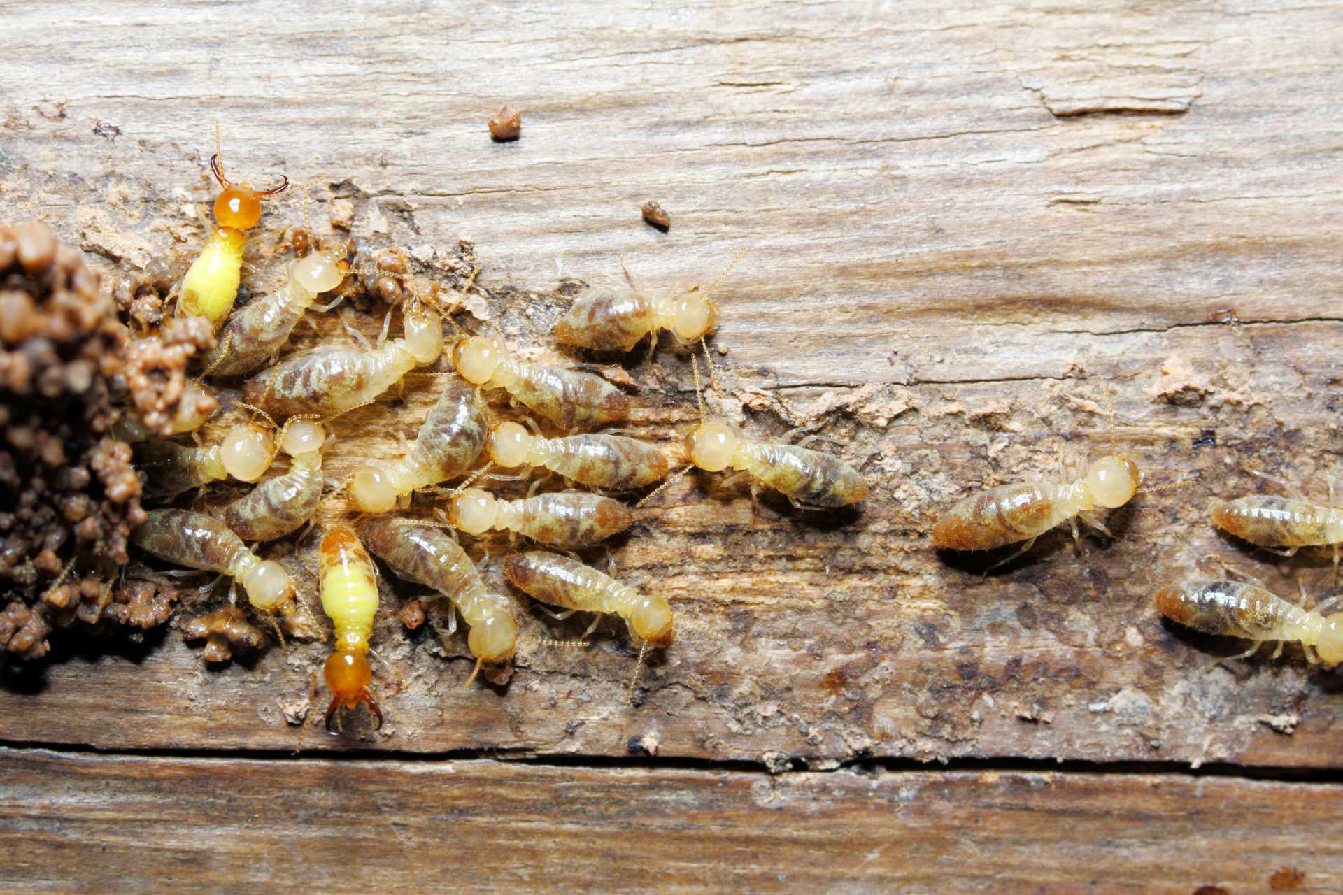 Stopping the Invasion: Identifying, Fixing, and Preventing Pest Infestations in Texas Siding - Central Texas Efficient Windows and Siding