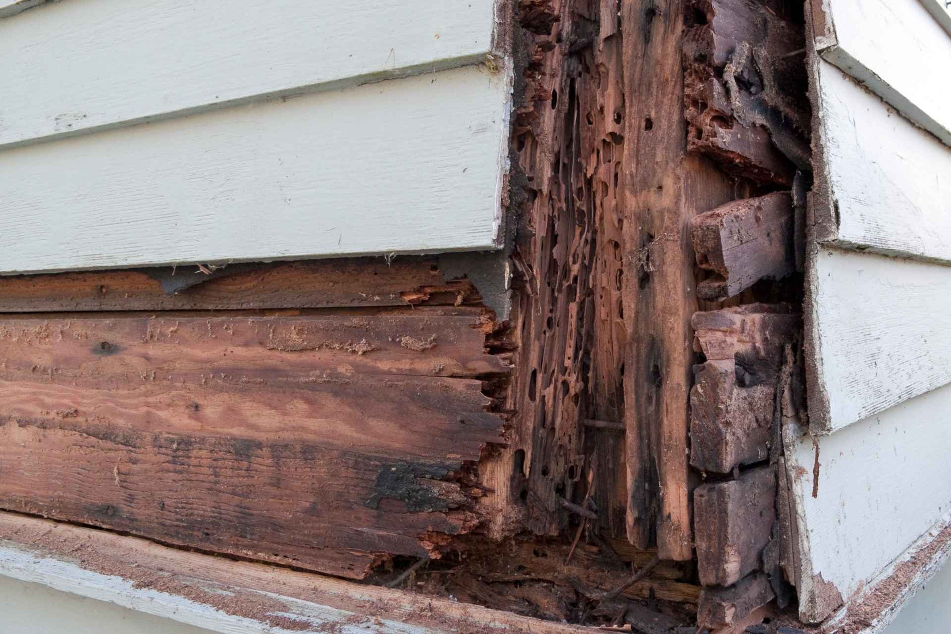 Close-up view of white siding with rotting edges and moisture damage from hidden wall leaks.